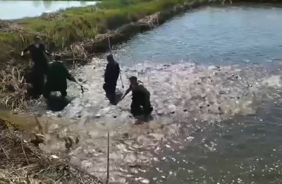 На Бориспільщині водойма поповнилася 15-ма тисячами товстолобів